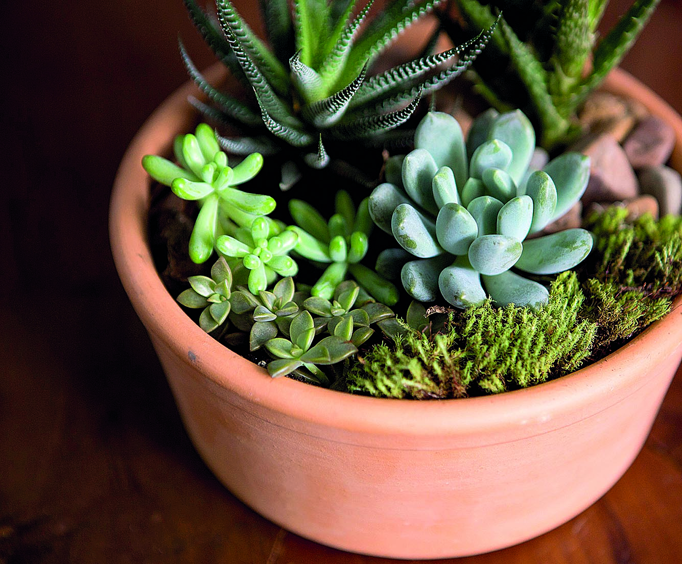 Plantas para sua casa