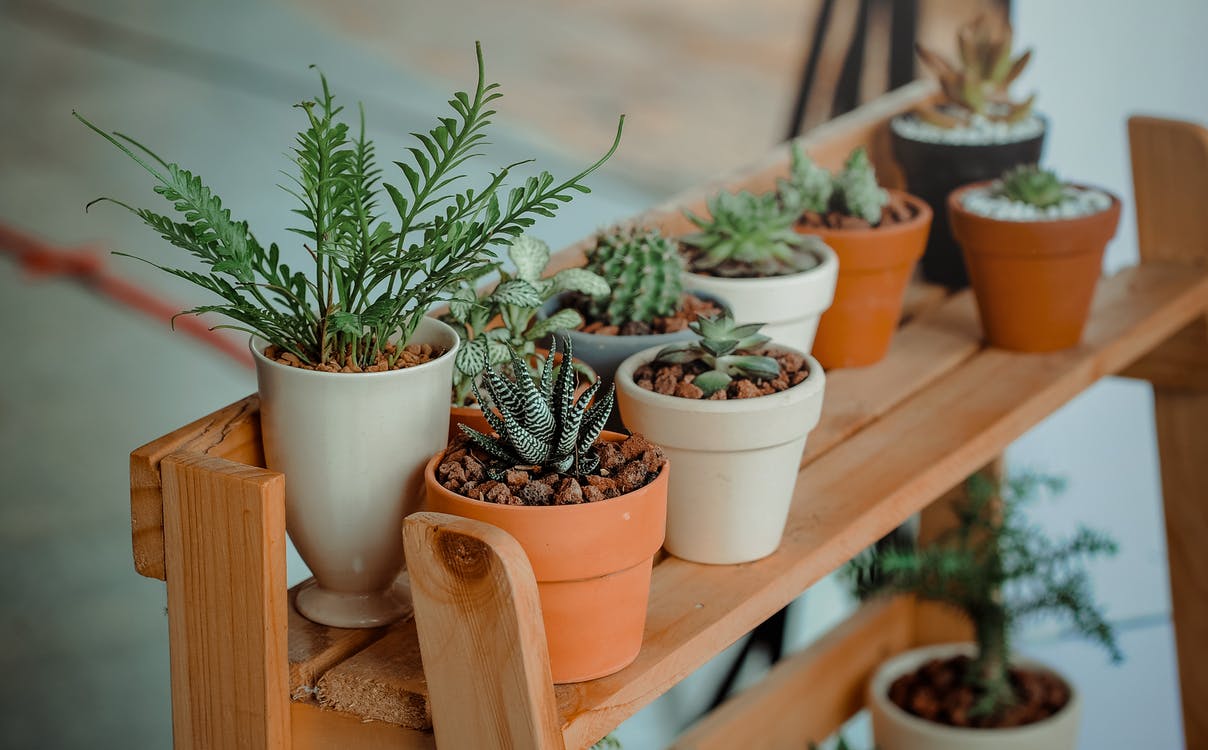 Conheça as Plantas Para Jardim Vertical Mais Usadas em Área Externa